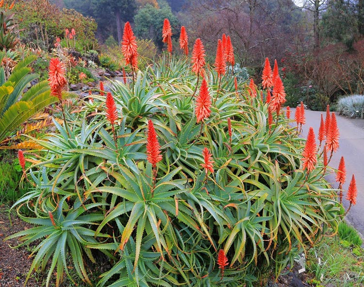 Blomstrende Aloe arborescens