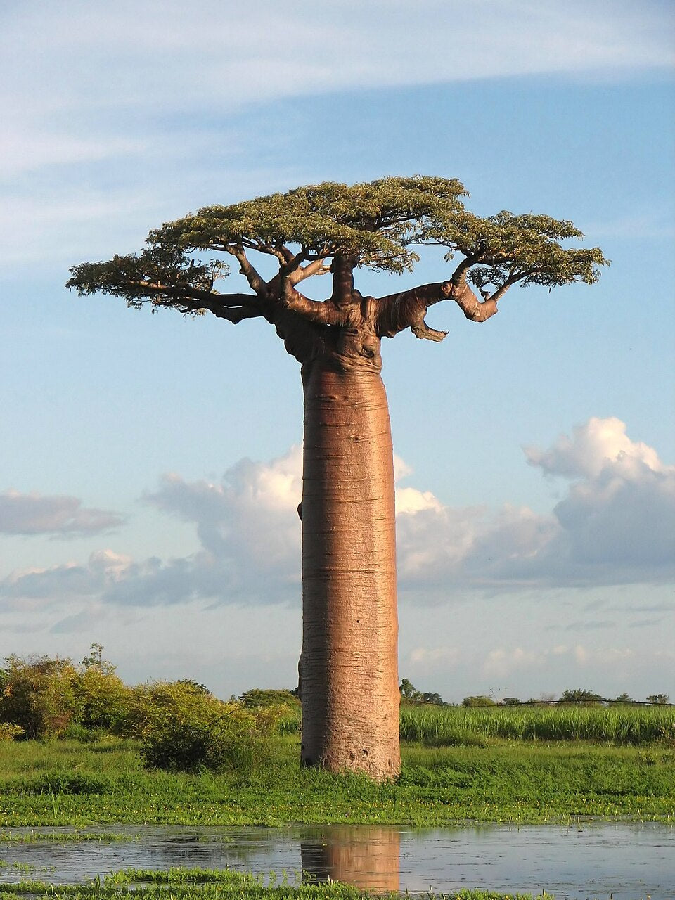 Fantastisk flot solitærtræ af Grandidiers baobab (Adansonia grandidieri)