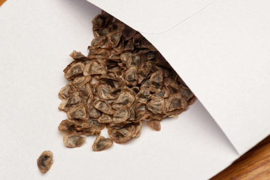 Afrikanske Aloe frø (Aloe africana) i lille hvid papirspose