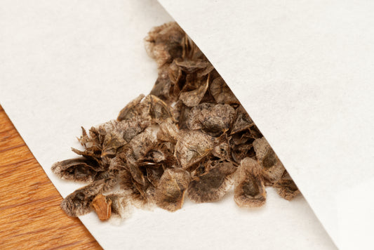 Frø af Elegant Aloe (Aloe elegans) i lille hvid papirspose