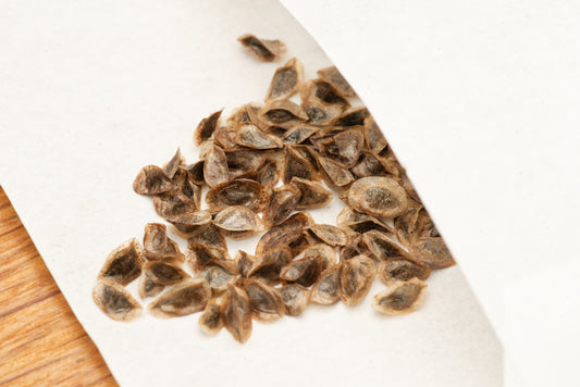 Frø af Koral aloe (Aloe striata) i lille hvid papirspose