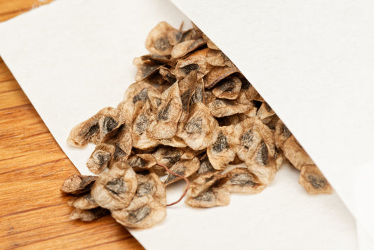 Frø fra Kyst Aloe (Aloe thraskii) i lille hvid papirspose