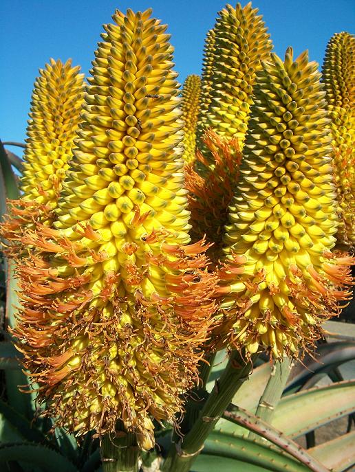 Den smukke gule blomst fra Kyst Aloe (Aloe thraskii)