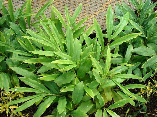 De grønne friske blade fra Sort kardemomme (Amomum subulatum)