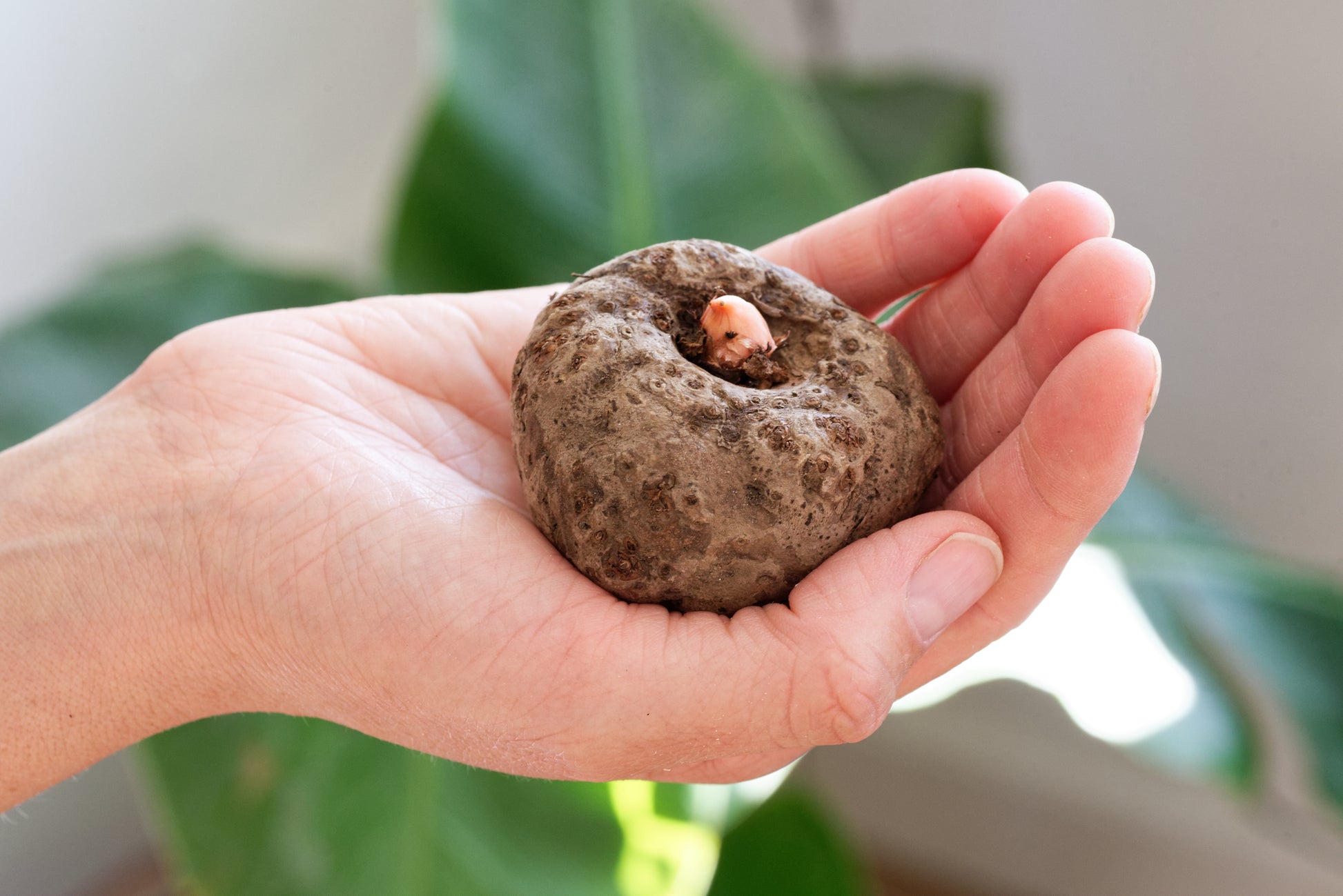 Knold af Amorphophallus bulbifer