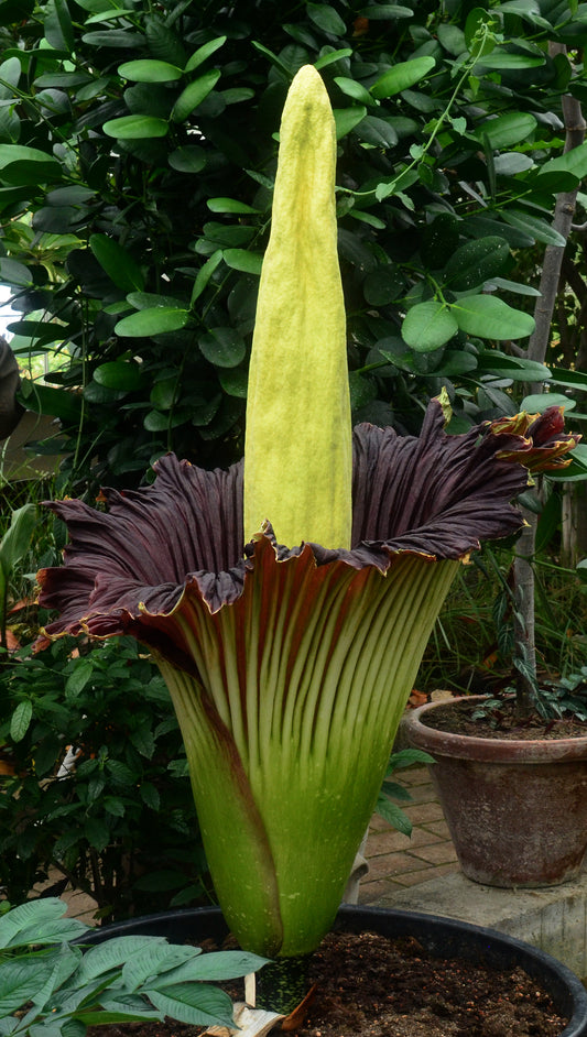 Den enorme og spektakulære blomst fra Ligblomst (Amorphophallus titanum)