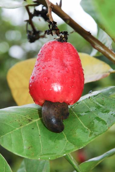 Cashew - Rød frugtet (Anacardium occidentale "Red Fruit") | frø, 3 stk.