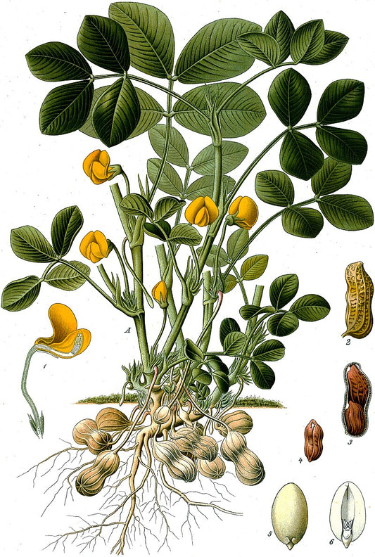 Smuk botanisk tegning af Jordnød (Arachis hypogaea)