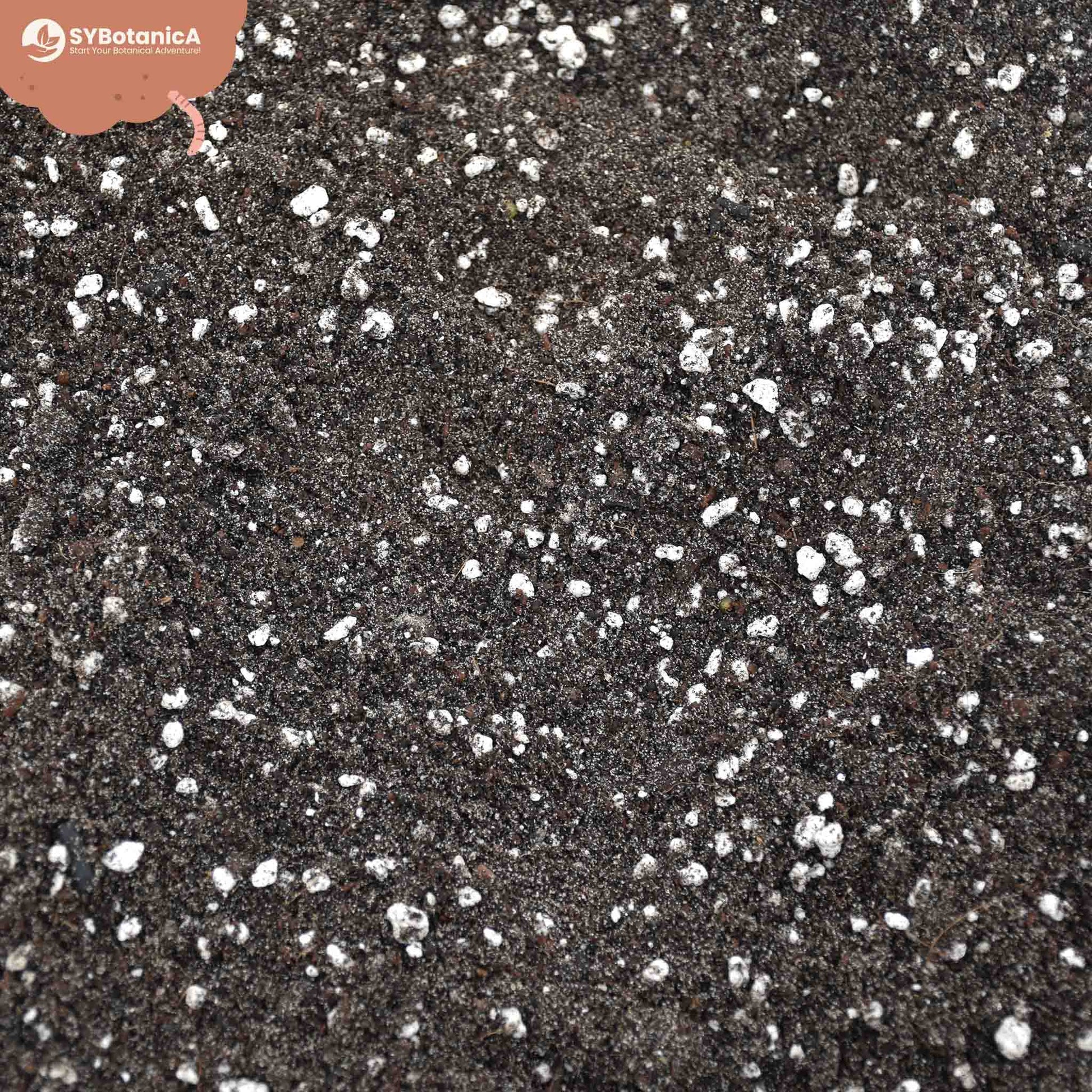 Nærbillede af specialjord til bregner