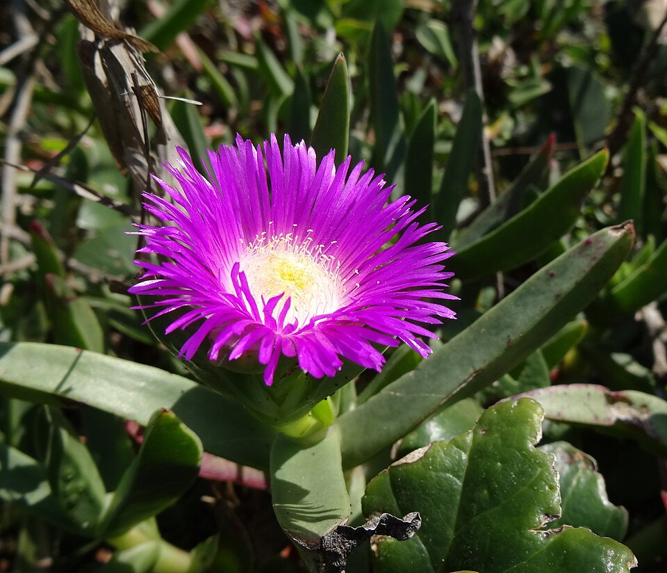 Den smukke blomst af Isplante (Carpobrotus dimidiatus)