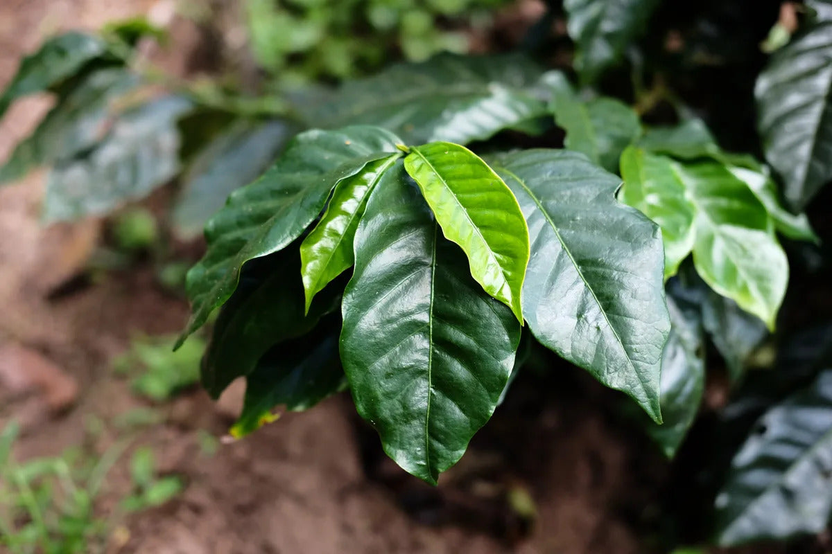 Dværg kaffetræet (Coffea arabica "Caturra")