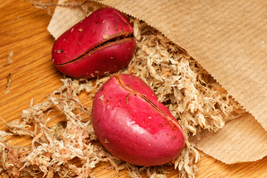 Nærbillede af frøet af Colanød (Cola nitida)