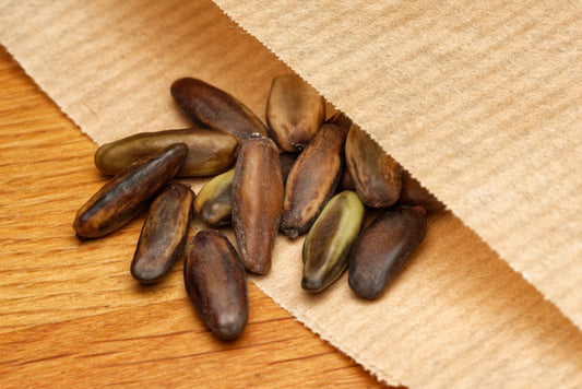 Flammetræ (Delonix regia "Flavida") frø i en lille fin papirspose