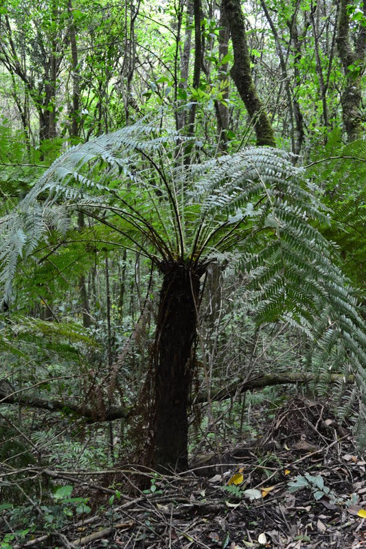 Sydamerikansk trädormbunke (Dicksonia sellowiana) | frön, ca 250 st.