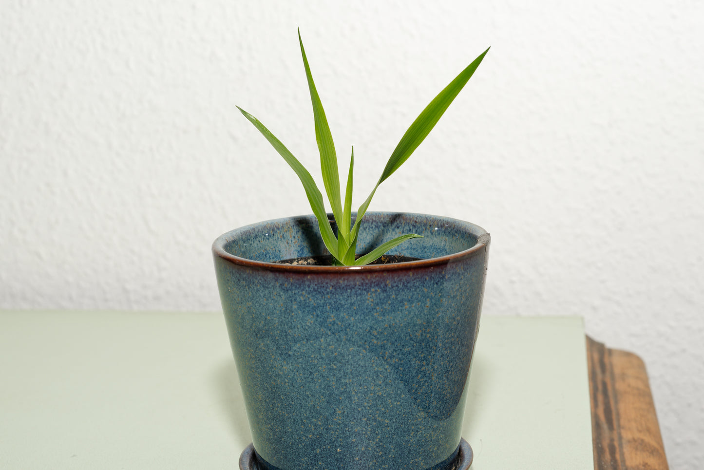 Drageblodstræ (Dracaena draco). Frøplante i blå potte