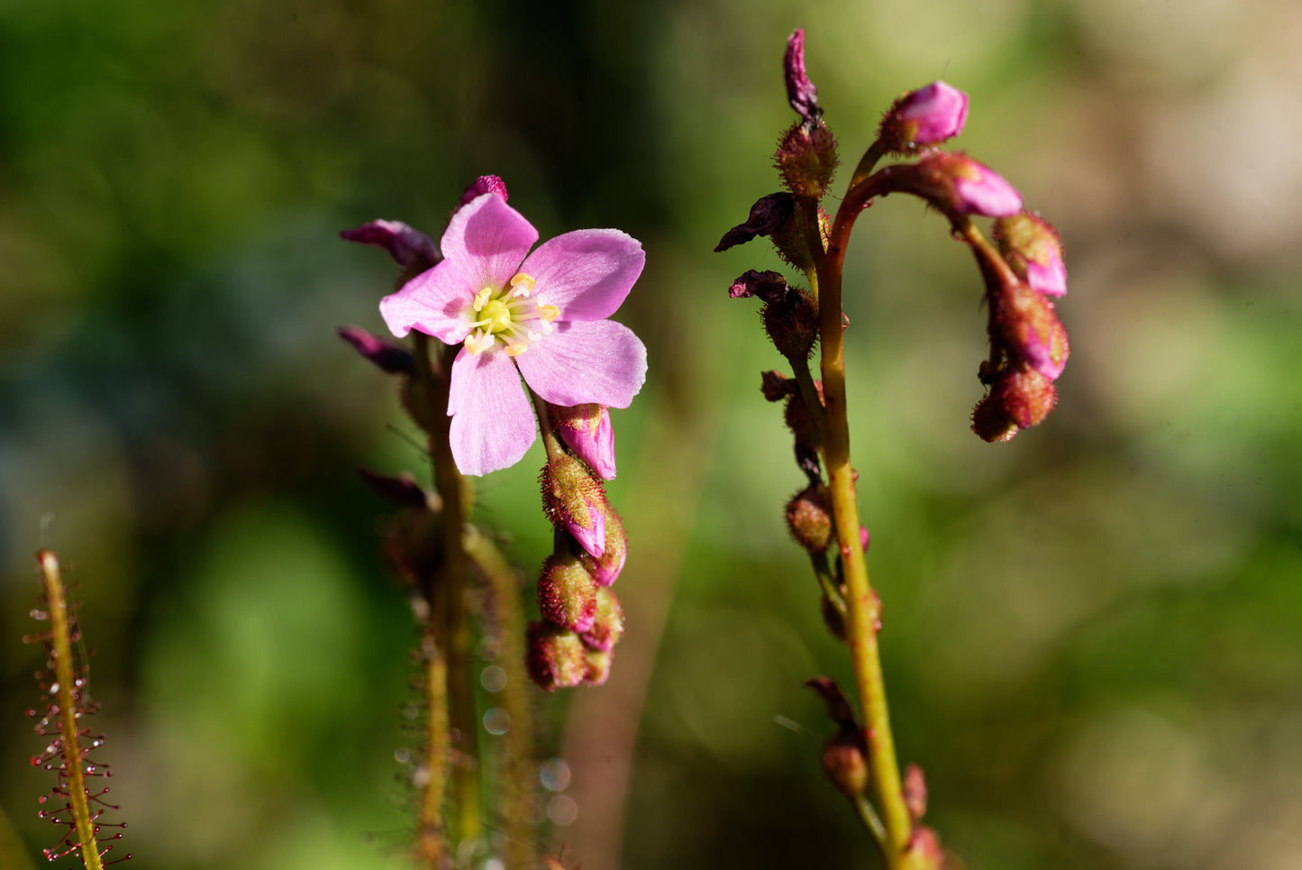 Blomsten hos Trådbladet Soldug (Drosera filiformis) er sart lyserød