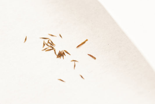 De små frø af Rundbladet soldug (Drosera rotundifolia)