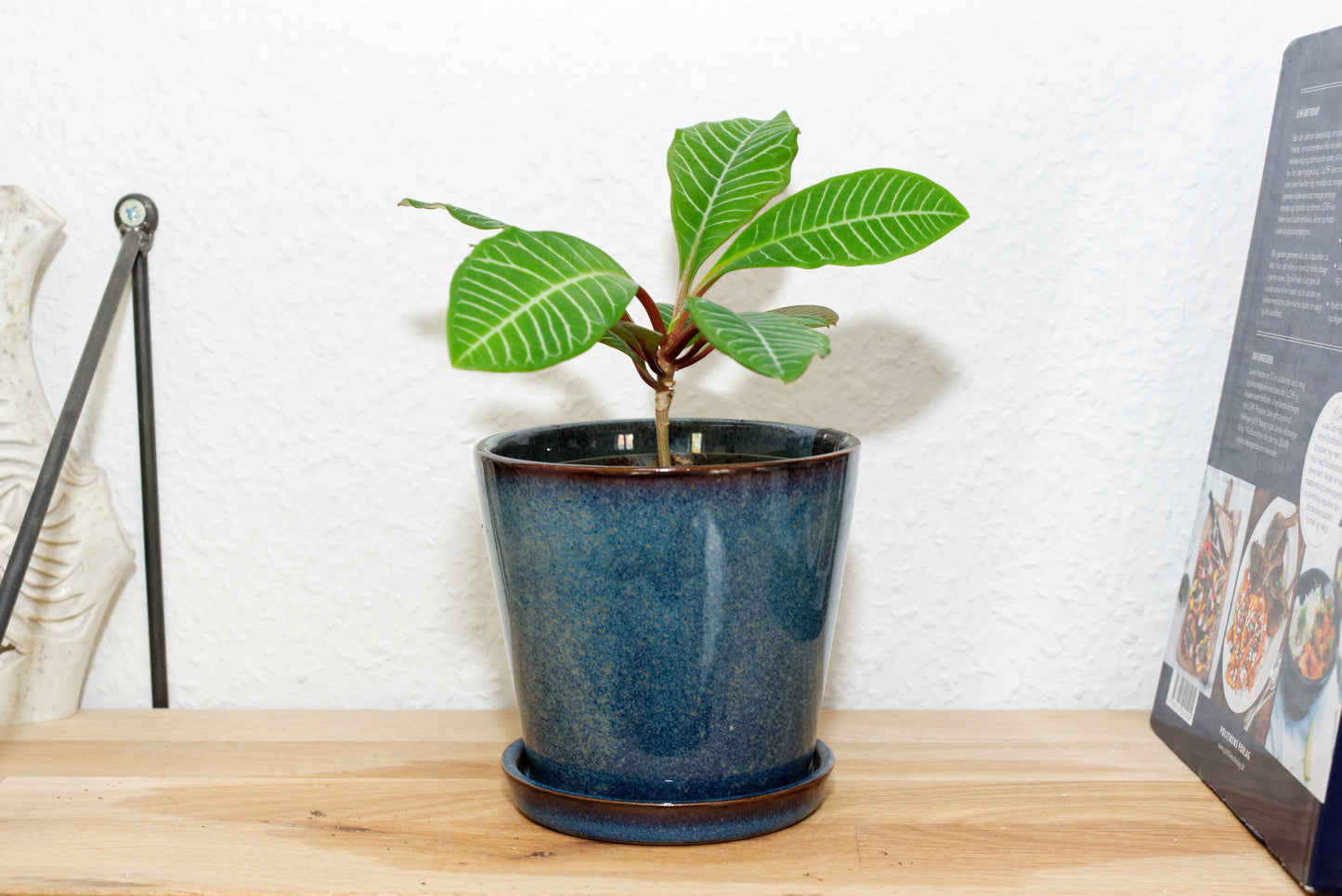 Lille frøplante af Madagaskar Juvel (Euphorbia leuconeura)