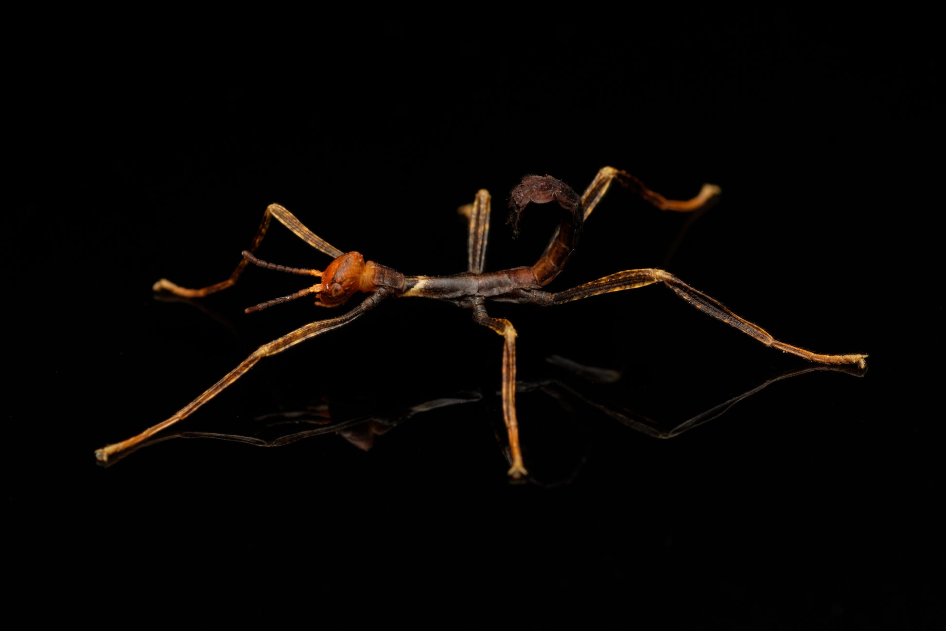 De sorte og røde nymfer af den vandrende rosengren (Extatosoma tiaratum)