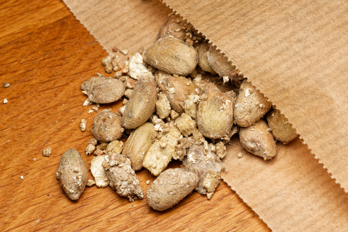 Frø af Fingerfilodendron (Monstera deliciosa), der ligger sammen med vermiculite