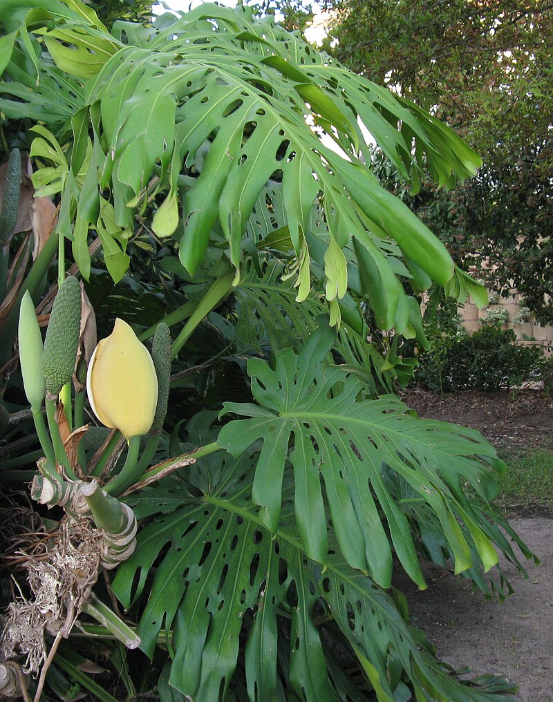 Blomstrende Fingerfilodendron (Monstera deliciosa)
