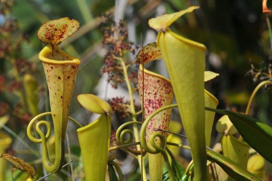 Samling af kander af Nepenthes (Nepenthes madagascariensis)