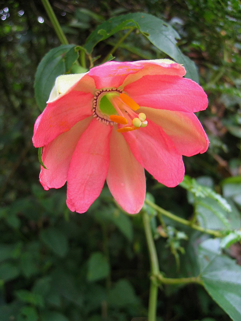 En lyserød blomst af Tumbo passionsfrugt (Passiflora mixta)