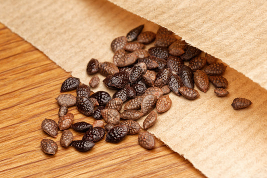 Papirspose med frø fra Tumbo passionsfrugt (Passiflora mixta)