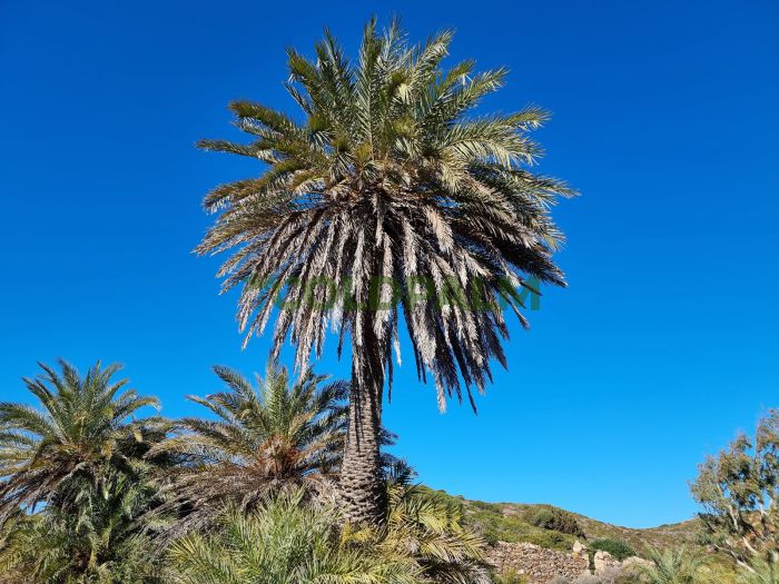 Smuk Kretisk daddelpalme (Phoenix theophrasti)