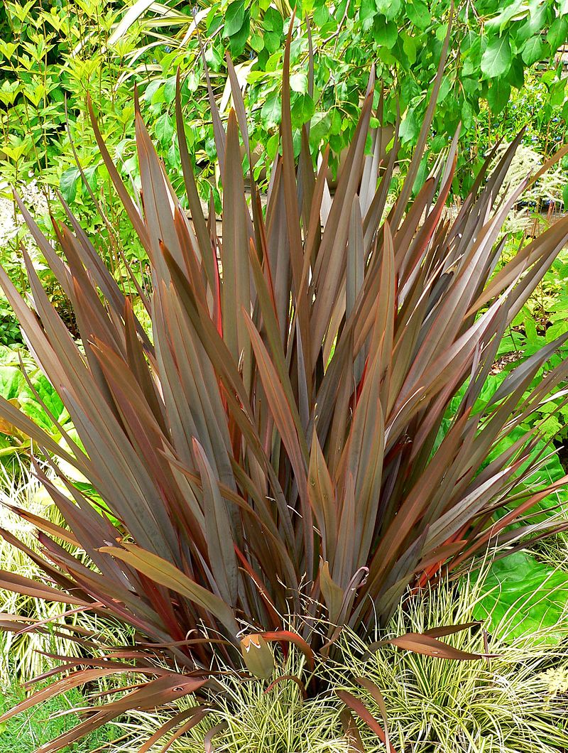 New Zealandsk hør plante (Phormium tenax)