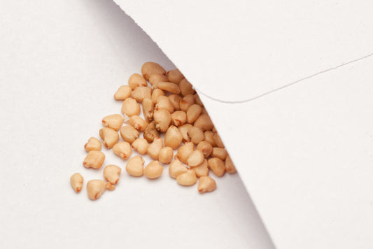 Brasiliansk Guava (Psidium guineense) frø i lille hvid papirspose