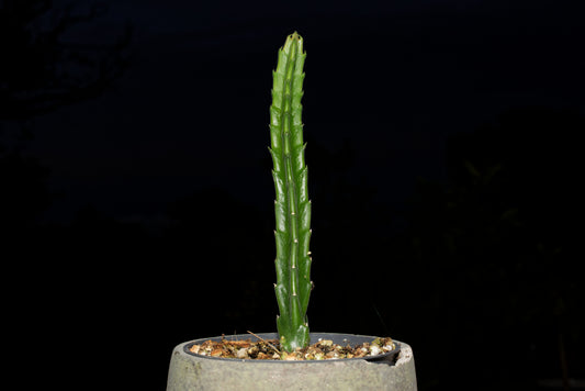 Stikling af Kæmpe ordensstjerne (Stapelia gigantea)