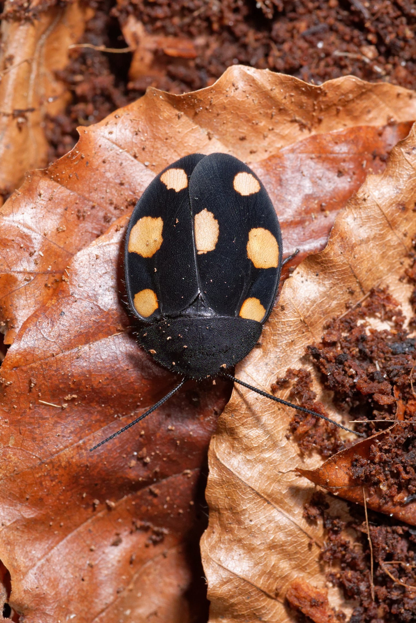 Orange dominokakerlak (Therea regularis) set oppe fra