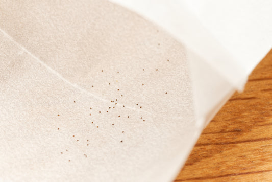 De meget små frø af Finblomstret blærerod (Utricularia subulata)