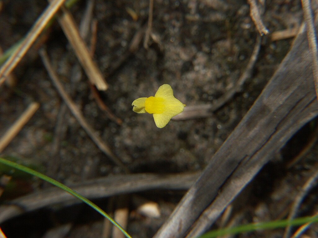 Nærbillede af den gule blomst af Finblomstret blærerod (Utricularia subulata)