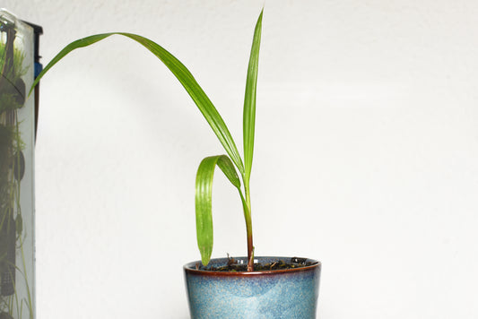 Frøplante af Mexicansk viftepalme (Washingtonia robusta)