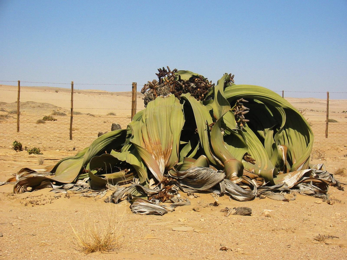 Ørkenblad (Welwitschia mirabilis)