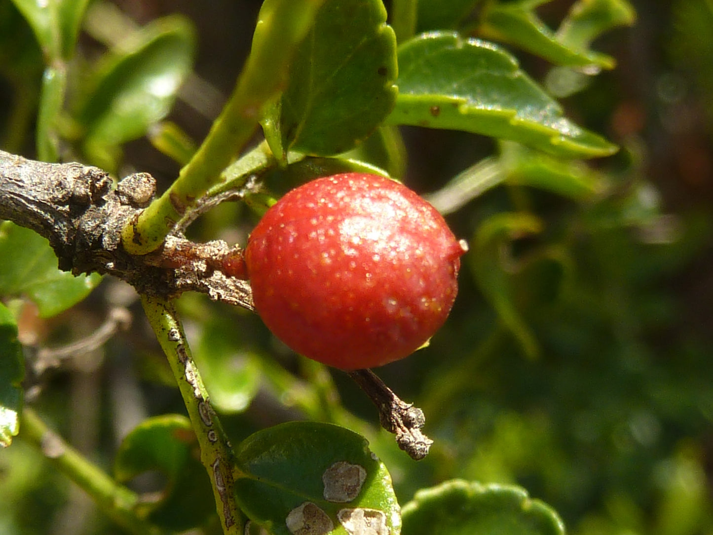 Afrikansk pebertræ (Zanthoxylum capense) bær