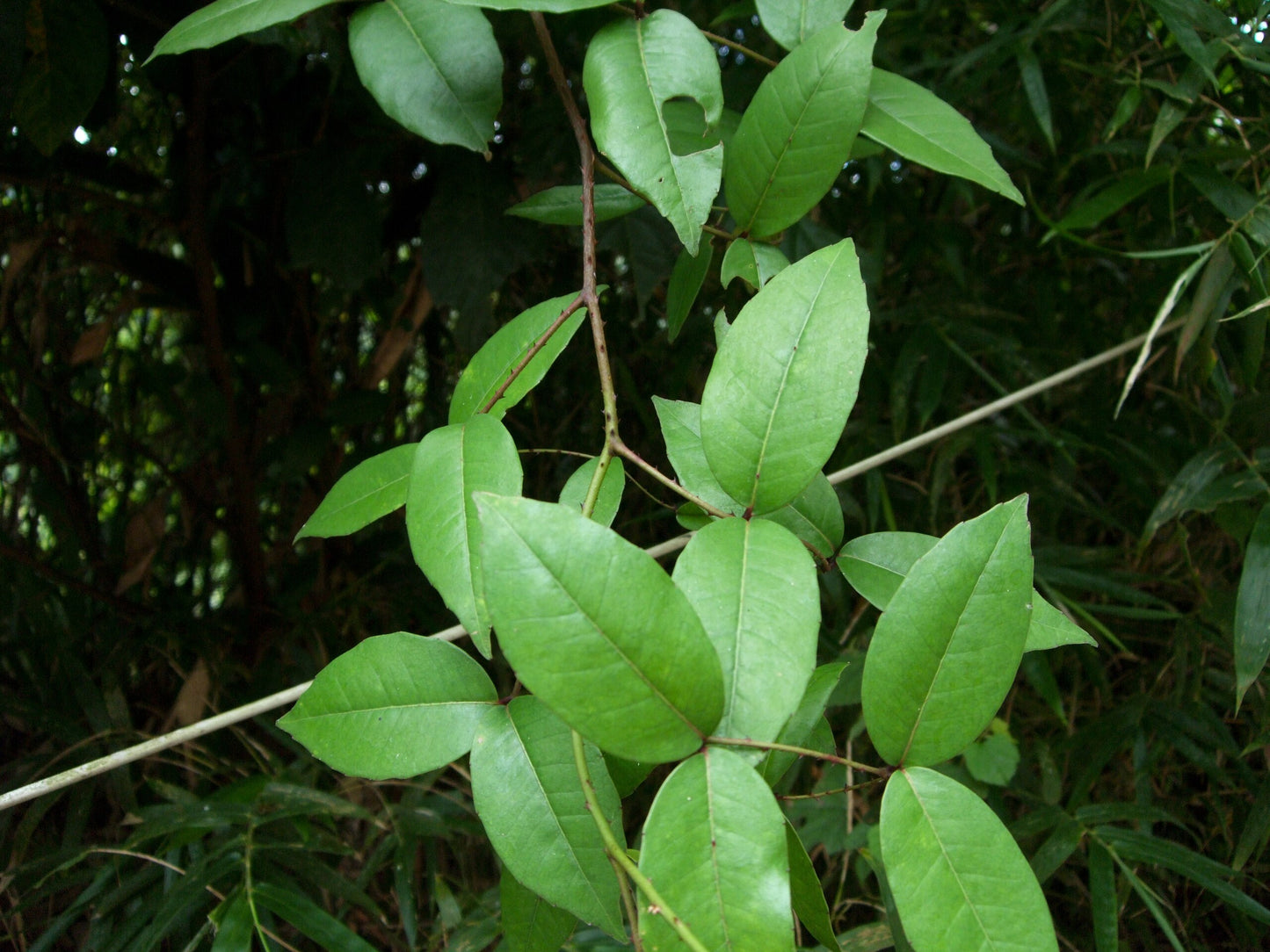 Bladene af Tandbørstetræ (Zanthoxylum nitidum)