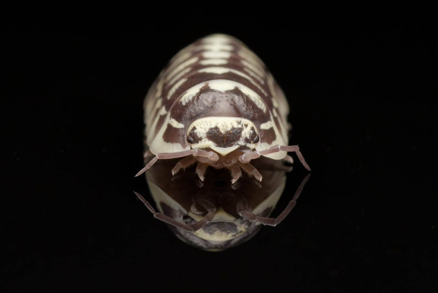 Nærbillede af Zebra bænkebider (Armadillidium maculatum)