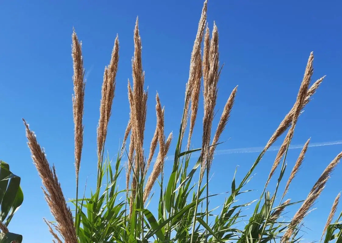 Blomsterstad hos Kæmperør (Arundo donax)