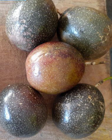 Fem frugter af Passionsblomst "Flame Ruby" (Passiflora edulis 'Flame Ruby') liggende på et bord