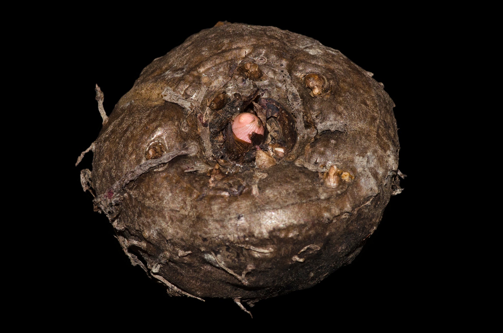 Stor knold af Leopardstilk (Amorphophallus konjac)