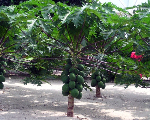 Den lille Papaya (Carica papaya) (American dwarf)