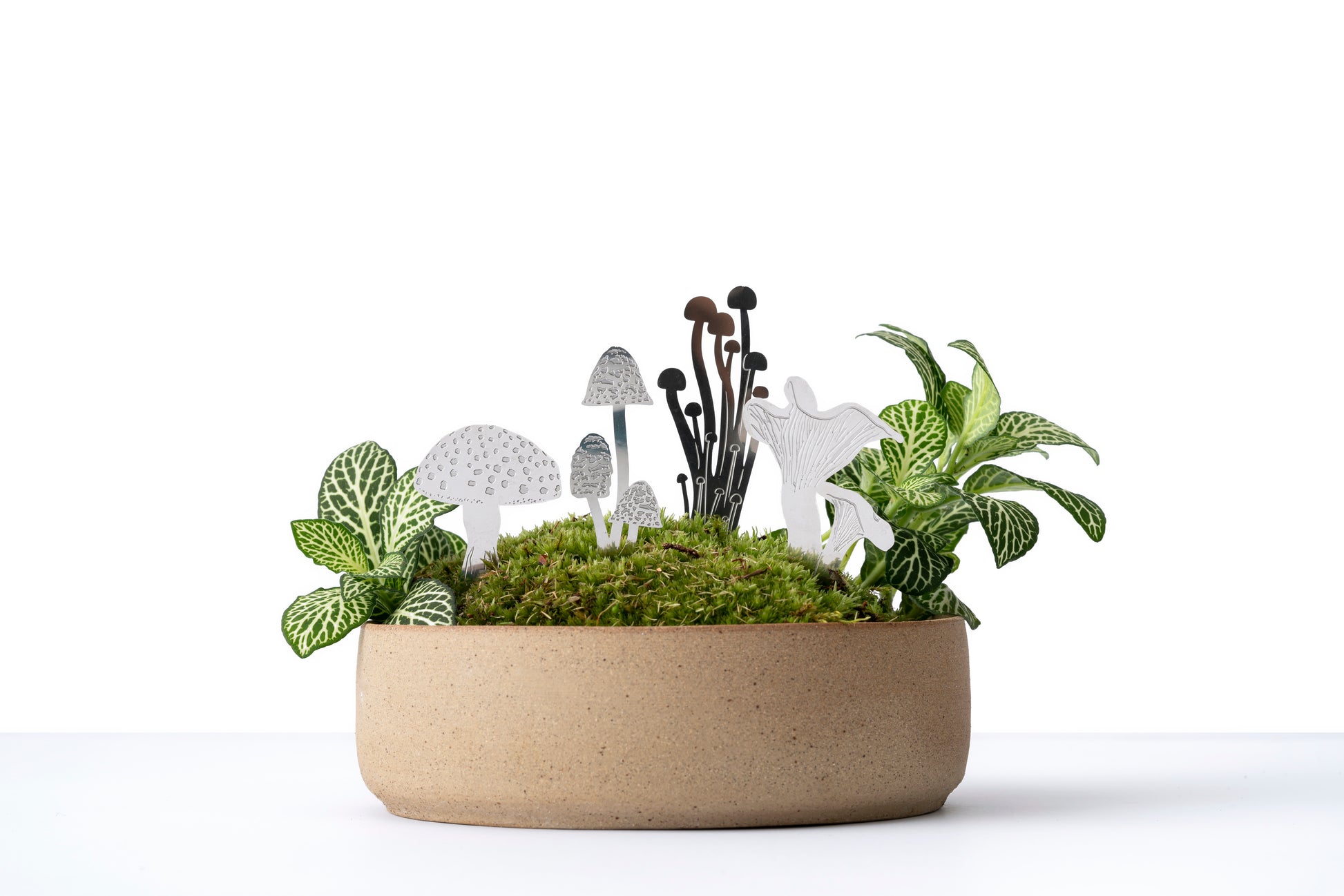 Små sølv svampe i stål stående i en lille potteplante