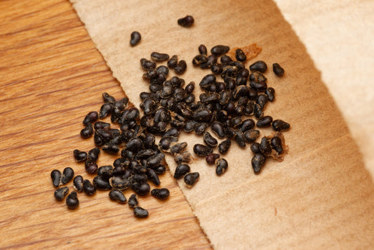 pose med frø af Hvid Dragefrugt (Hylocereus undatus)