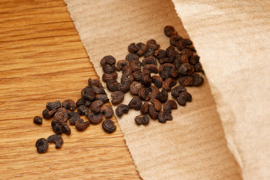 Frøene fra Sort flagermusblomst (Tacca chantrieri)