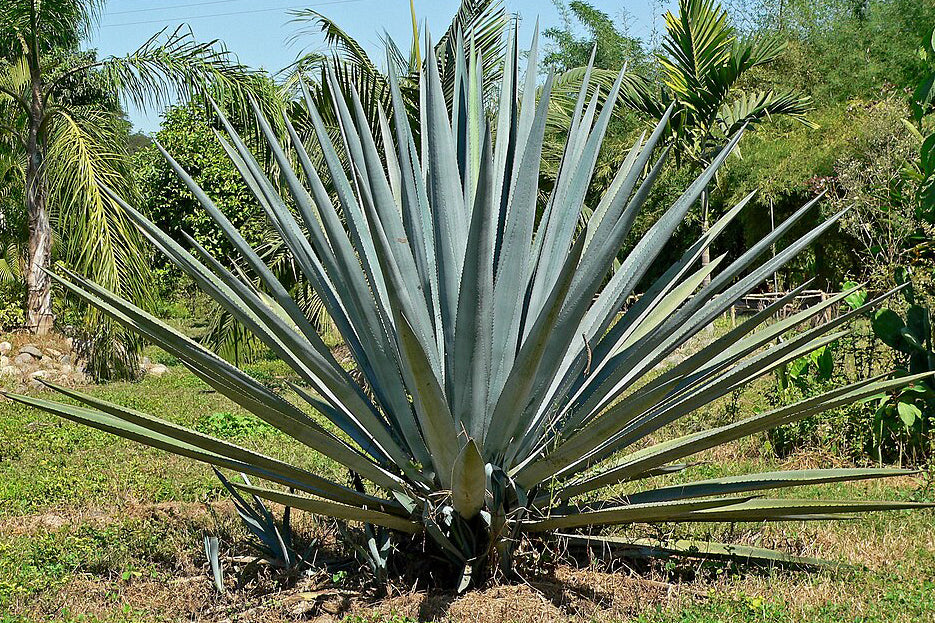 Agave tequila