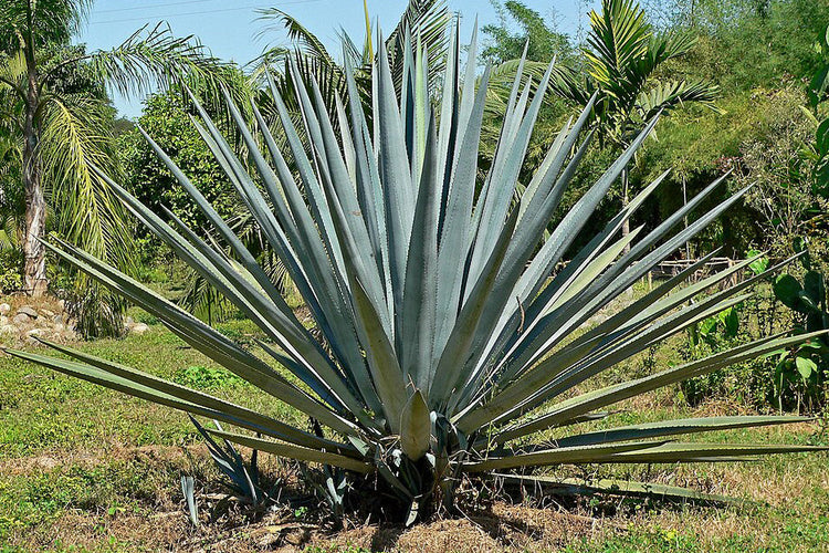 Agave tequila