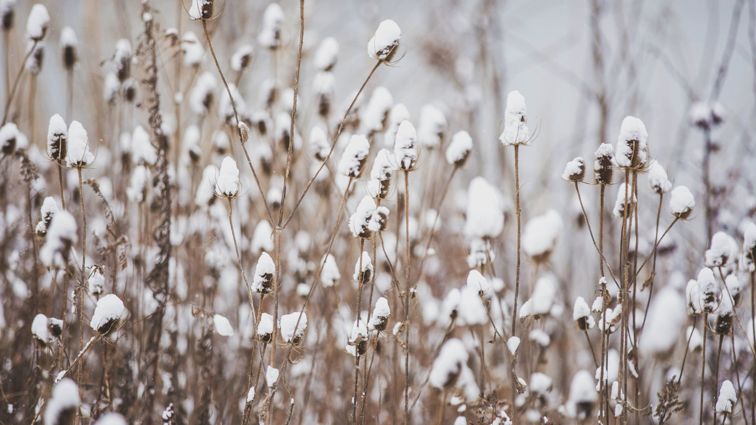 Græs dækket af sne